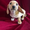 dachshund dogs for sale
