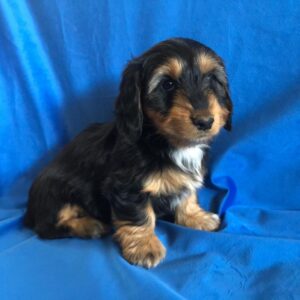 dachshunds for sale