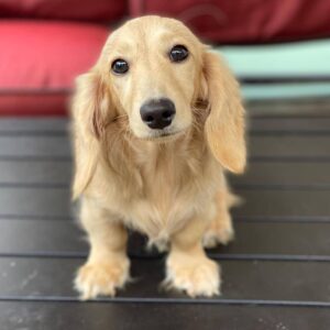 mini dachshund puppies for sale