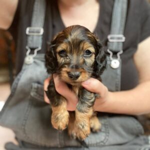 mini dachshund puppy