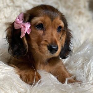 dachshund puppies oklahoma