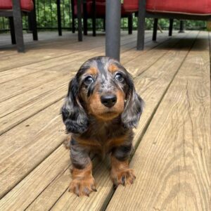 teacup dachshund puppies