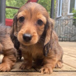 mini dachshund puppies near me