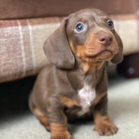 miniature dapple dachshund puppies for sale craigslist