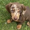 miniature dachshund puppies for sale near me craigslist