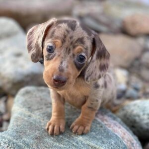 dachshund puppy for sale