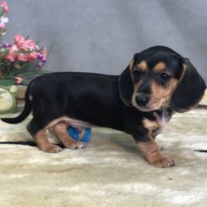 dachshund puppies oregon