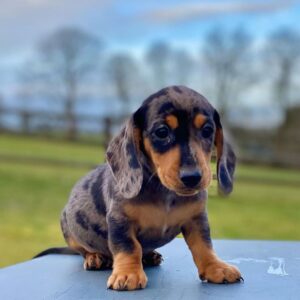 long haired weiner dogs for sale