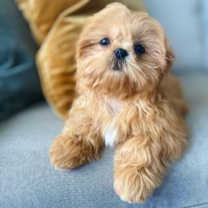 chocolate shih tzu for sale