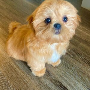 chocolate shih tzu for sale