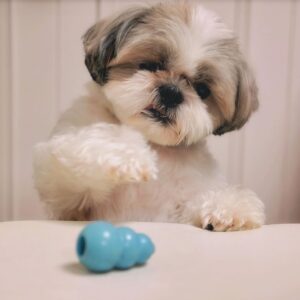 shih tzu puppies for sale in nc