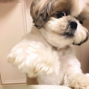 shih tzu puppies for sale in nc