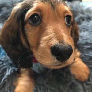 free dachshund puppies near me