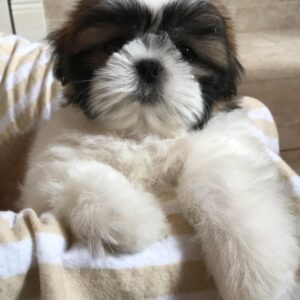 shih tzus for sale in ohio