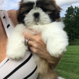 shih tzus for sale in ohio