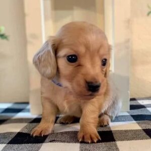 dachshund puppies