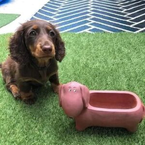 dachshund puppies under $500