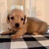 dachshund puppies for sale in pa