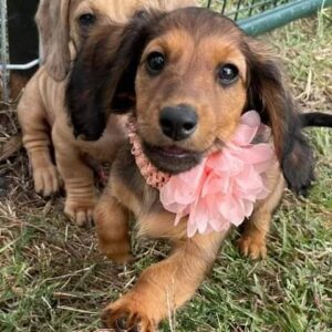 blue dapple dachshund for sale