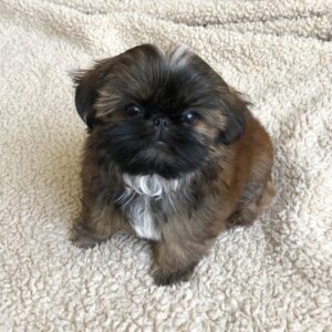 shorkie puppies for sale