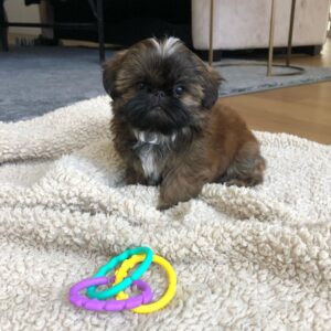 shorkie puppies for sale