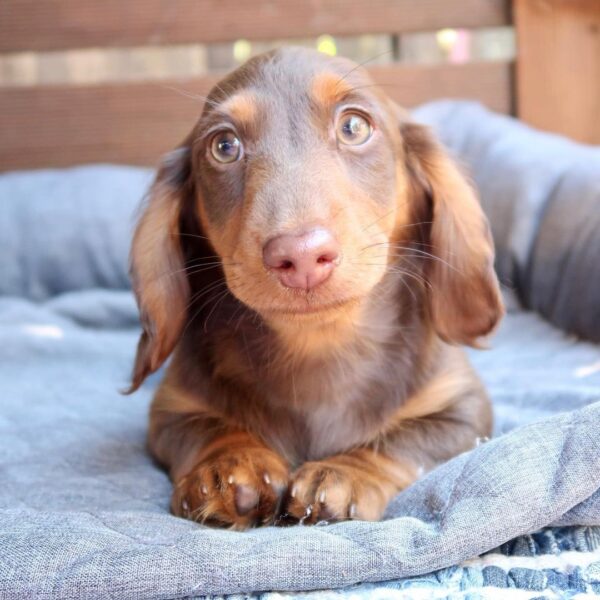 Dachshund puppies for sale ohio