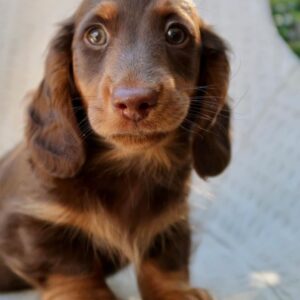 Dachshund puppies texas