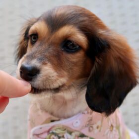 price of dachshund puppy