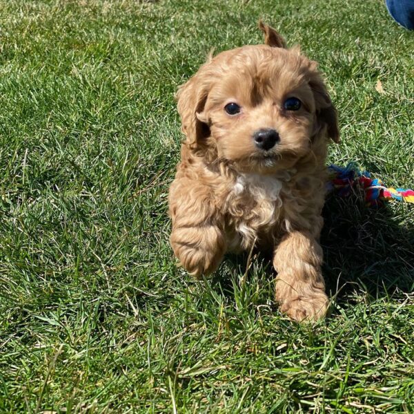 cavapoo puppies for sale in ohio