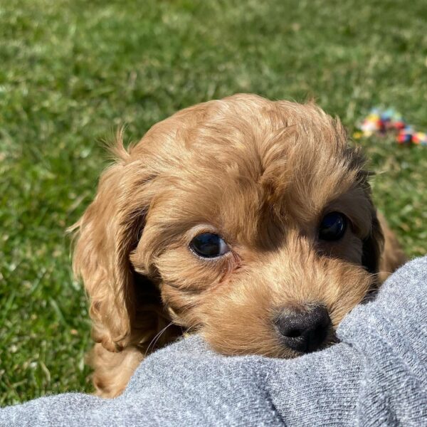 cavapoo puppies for sale in ohio