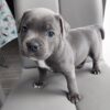 pitbull puppies for adoption near me