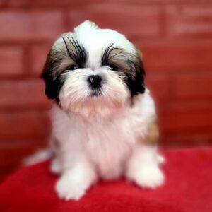 shih tzu puppy for sale