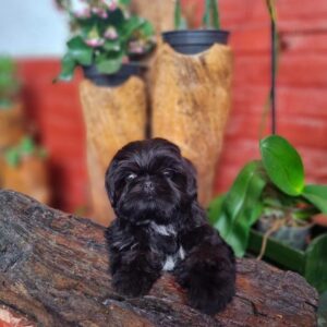 shih tzu bichon mix puppies for sale