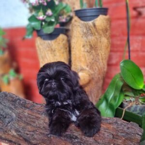 shih tzu bichon mix puppies for sale