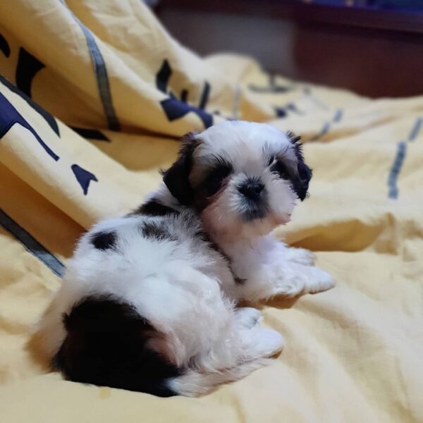 shih tzu puppy for sale