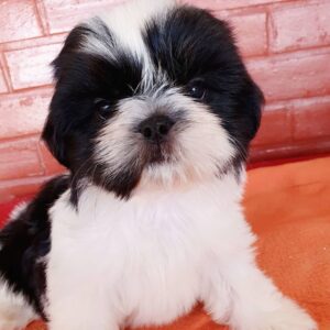 shih tzu puppies for sale near me by owner