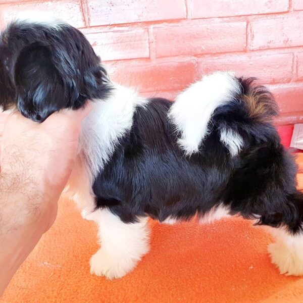 shih tzu puppies for sale near me by owner