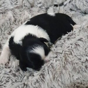 shih tzu puppies for sale under 400