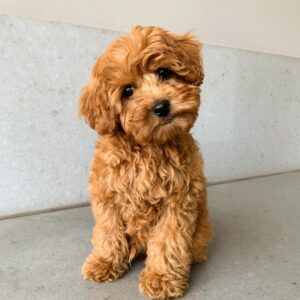Cavapoo puppies for sale new jersey