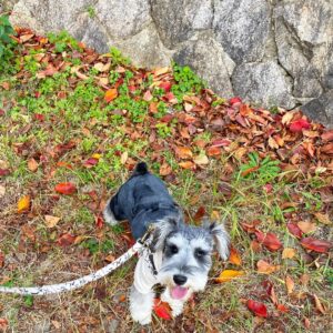 miniature schnauzer for sale in houston