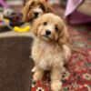cavapoos for sale in tennessee