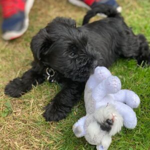 schnauzer breeders near me