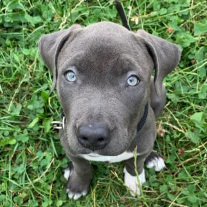 blue nose pitbull puppies