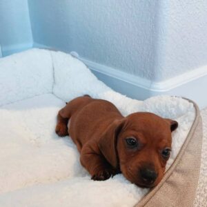 Dachshund puppies ohio