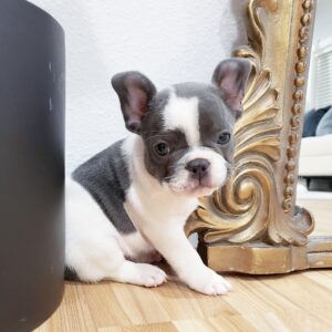 cute french bulldog