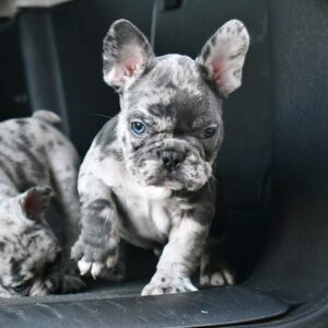 Mini french bulldogs