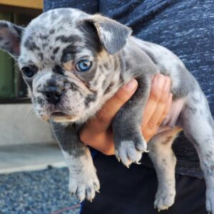 Mini french bulldogs