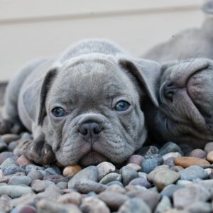 blue french bulldog for sale