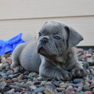 blue french bulldog for sale