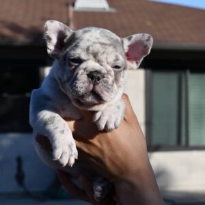 blue frenchie for sale